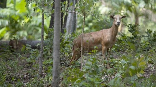 Un'immagine della riserva naturale in Nicaragua